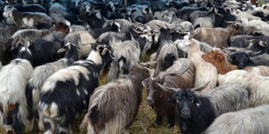 दसैँमा खसी–च्याङ्ग्रा नल्याउने सरकारको निर्णयले बढायो मूल्यवृद्धिको जोखिम
