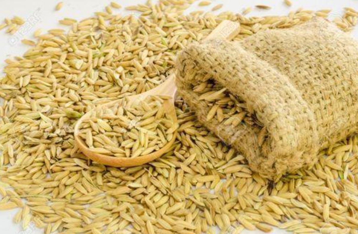 पोखरा महानगरले चैते धानको बीउ अनुदानमा दिँदै