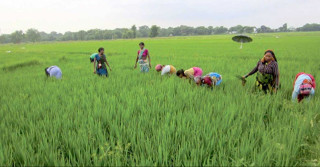कूल गार्हस्थ्य उत्पादनमा धानको योगदान दुई खर्ब, तर अझै आयातमै निर्भर नेपाल