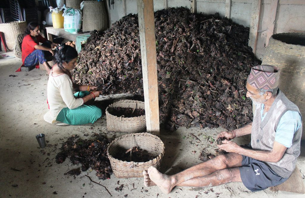अलैँचीको मूल्य सात वर्षयताकै उच्च