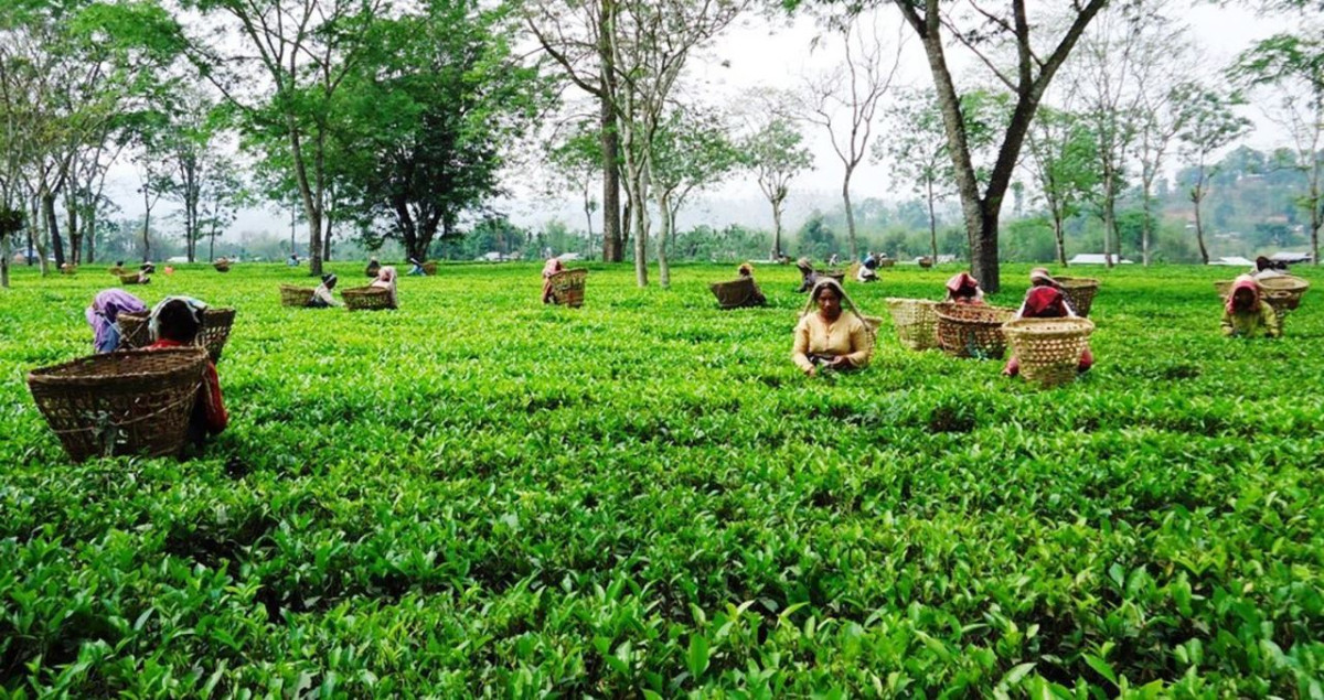 नवौँ पटकको वार्तापछि चिया श्रमिकहरूको पारिश्रमिक बढाउने  सहमति