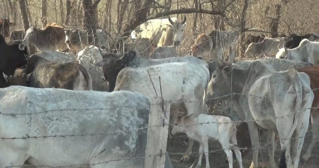 गाईगोरुलाई बगरमा तारबारले थुनेर राखियो, घाँसपानी नहुँदा प्लाष्टिक खाएर मर्दै
