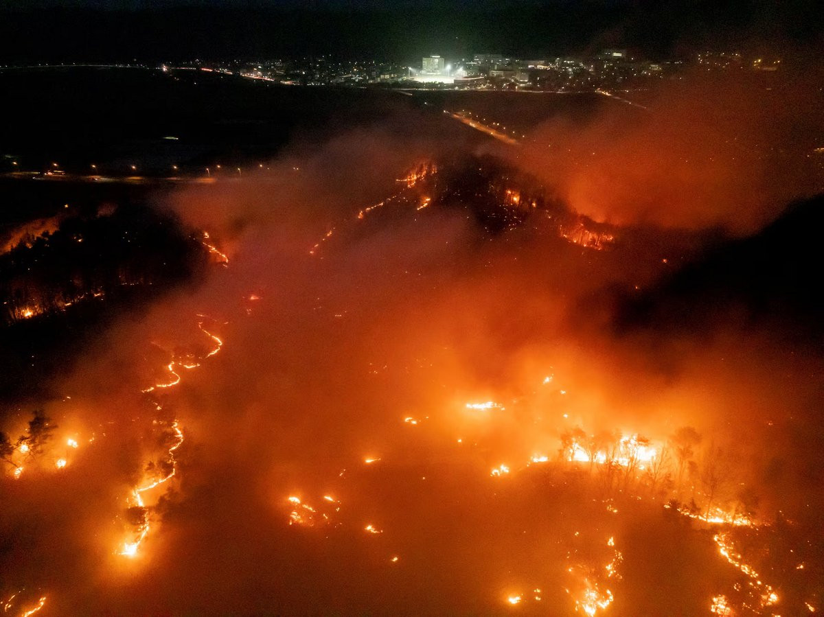 south-korea-forest-fire-(3)_LX5tGAyavQ.jpg