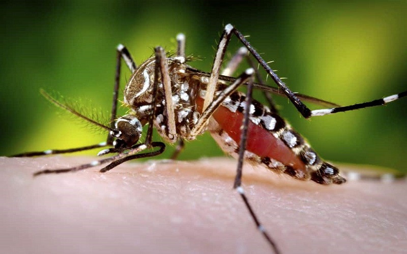 जापानिज इन्सेफ्लाइटिसबाट झापामा छ जनाको मृत्यु