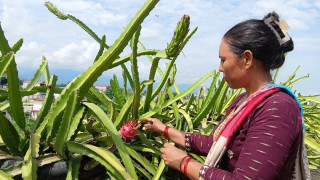 कौसीमा ड्रागन फल खेती गरेर वार्षिक आठ लाख आम्दानी