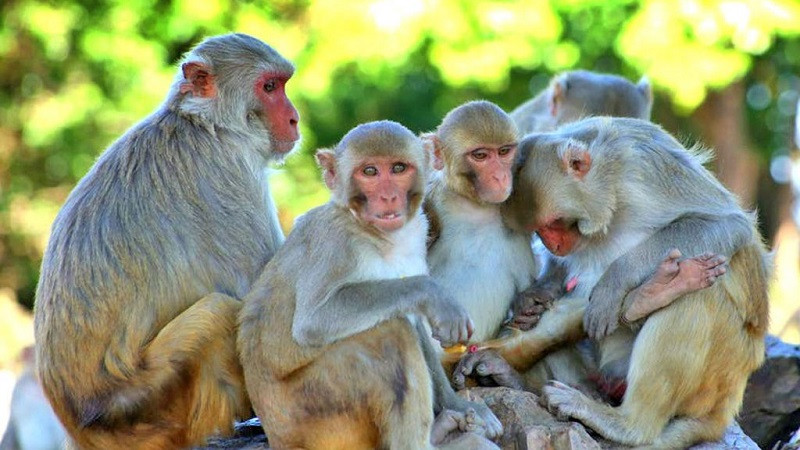 बाँदरको आक्रमणबाट डेढ महिनामा ४० जना घाइते