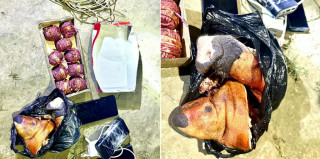 सुतली बम र सुँगुरको टाउकोसहित वीरगञ्जबाट ३ जना पक्राउ